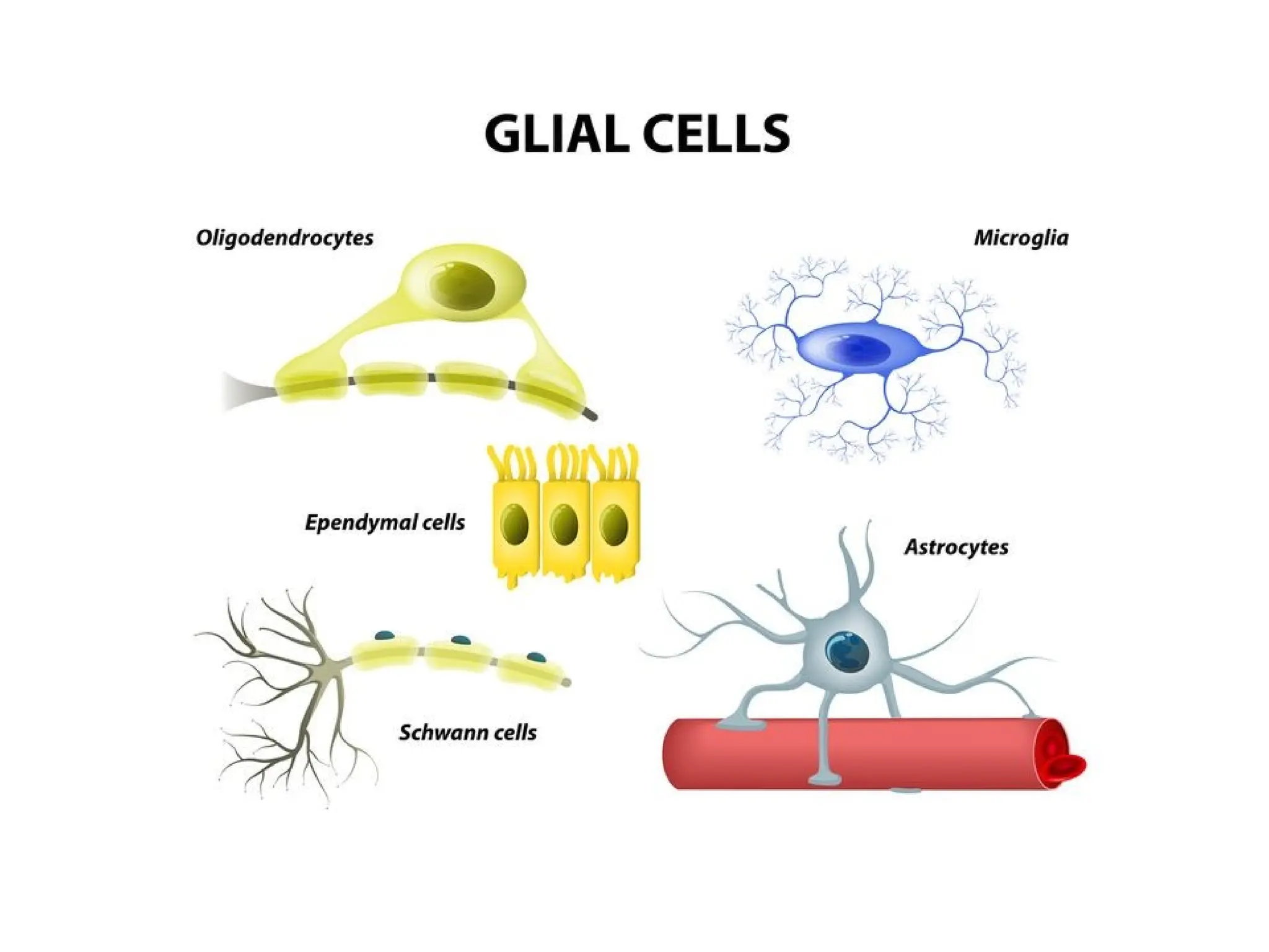 TISSUES - TYPES characteristics classification and location