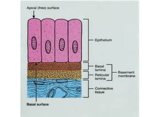 TISSUES - TYPES characteristics classification and location | PPTX