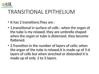 TISSUES - Epithelial tissue | PPTX