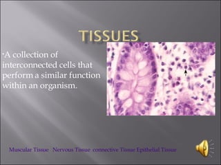 [object Object],Muscular Tissue    Nervous Tissue   connective Tissue  Epithelial Tissue 