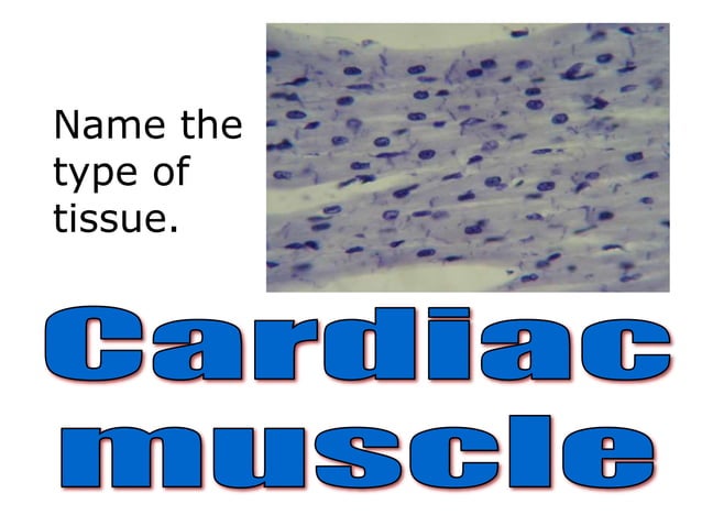 WHAT IS TISSUE MADE UP OF visual data 2