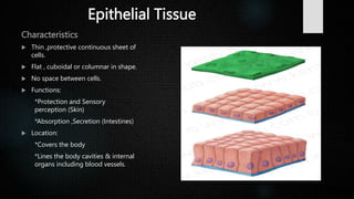 Tissues (1).pptx FOR CLASS 8 AND 9 FOR ICSE | PPTX