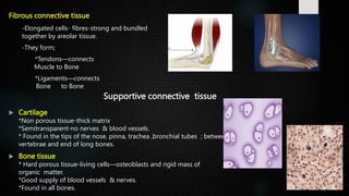 Tissues (1).pptx FOR CLASS 8 AND 9 FOR ICSE | PPTX