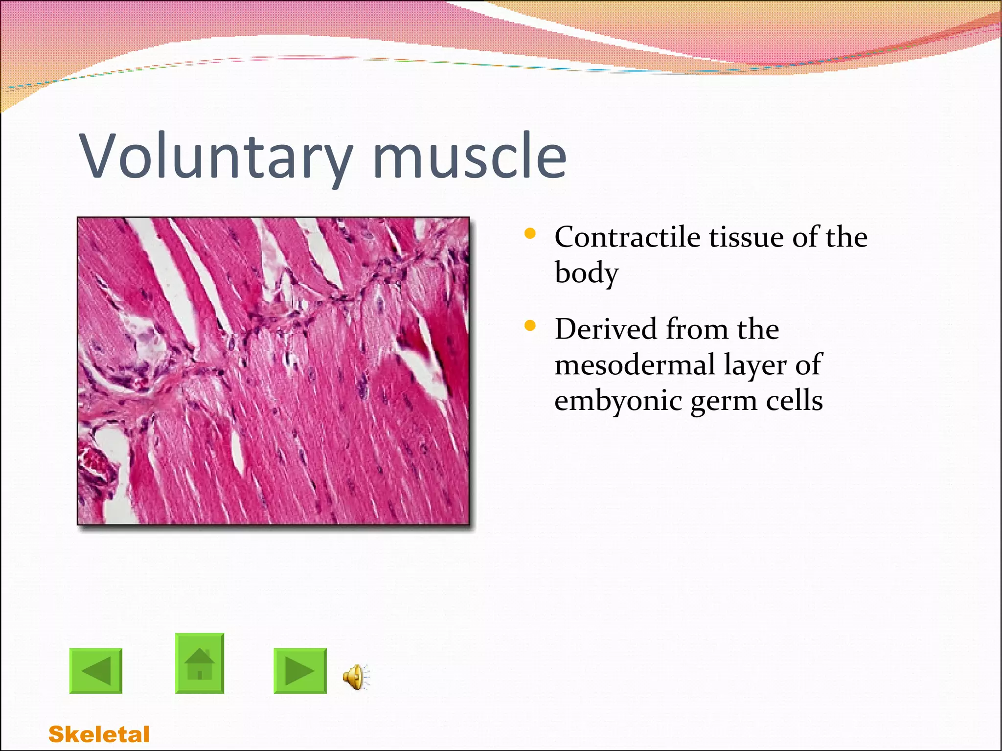 Voluntary muscle Contractile tissue of the body Derived from the mesodermal layer of embyonic germ cells Skeletal  