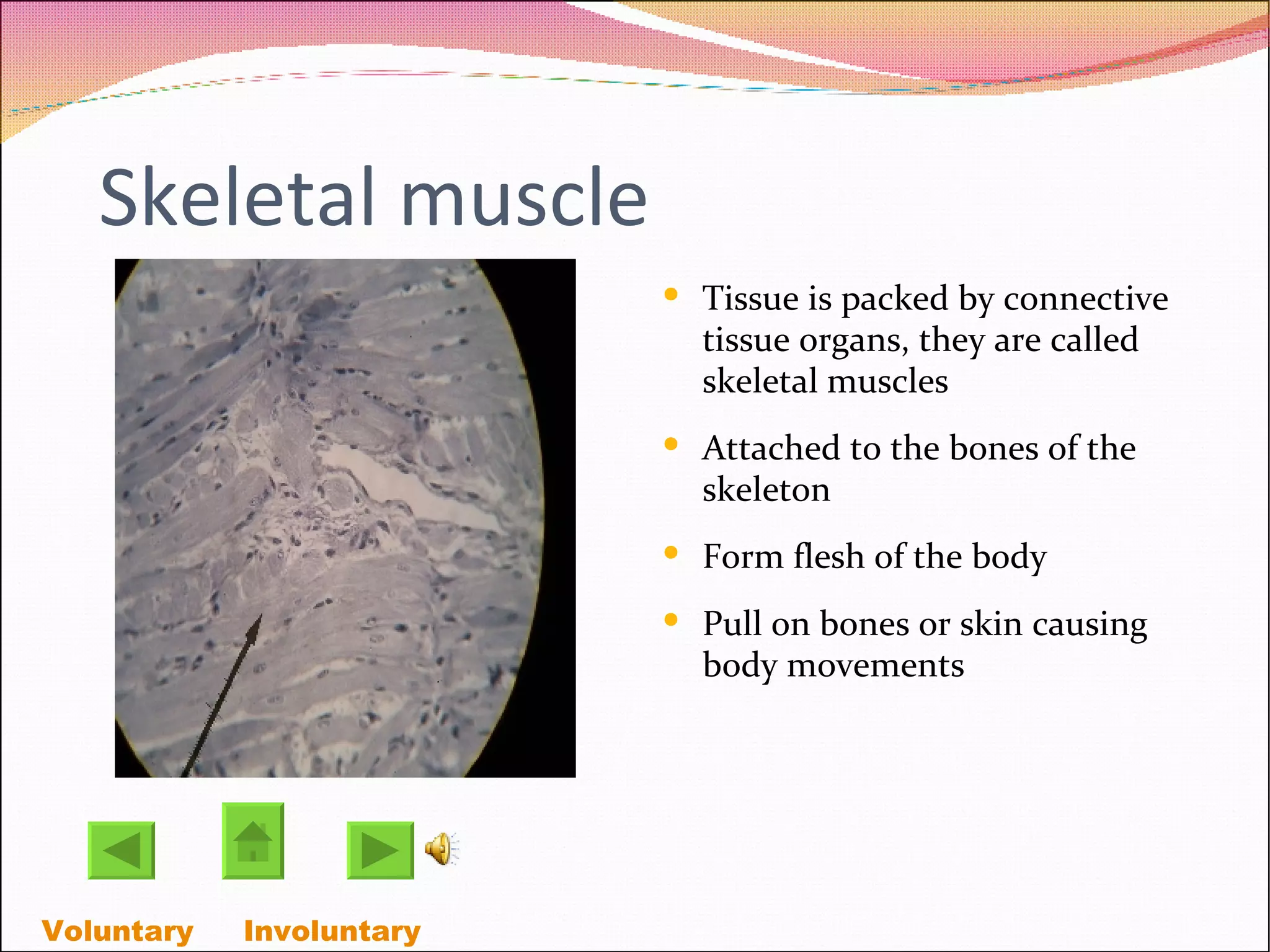 Skeletal muscle Tissue is packed by connective tissue organs, they are called skeletal muscles Attached to the bones of the skeleton Form flesh of the body Pull on bones or skin causing body movements Voluntary   Involuntary  
