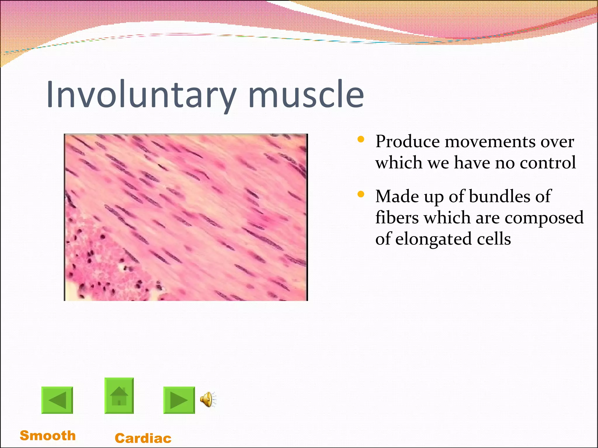 Involuntary muscle Produce movements over which we have no control Made up of bundles of fibers which are composed of elongated cells  Smooth   Cardiac  