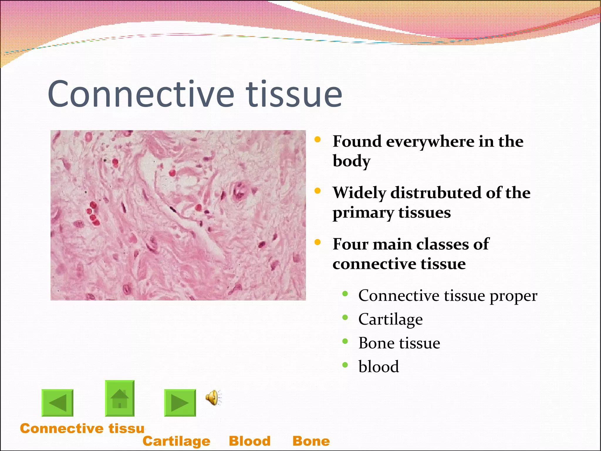 Connective tissue Found everywhere in the body Widely distrubuted of the primary tissues Four main classes of connective tissue  Connective tissue proper Cartilage Bone tissue blood Connective tissue Proper Cartilage  Blood Bone  