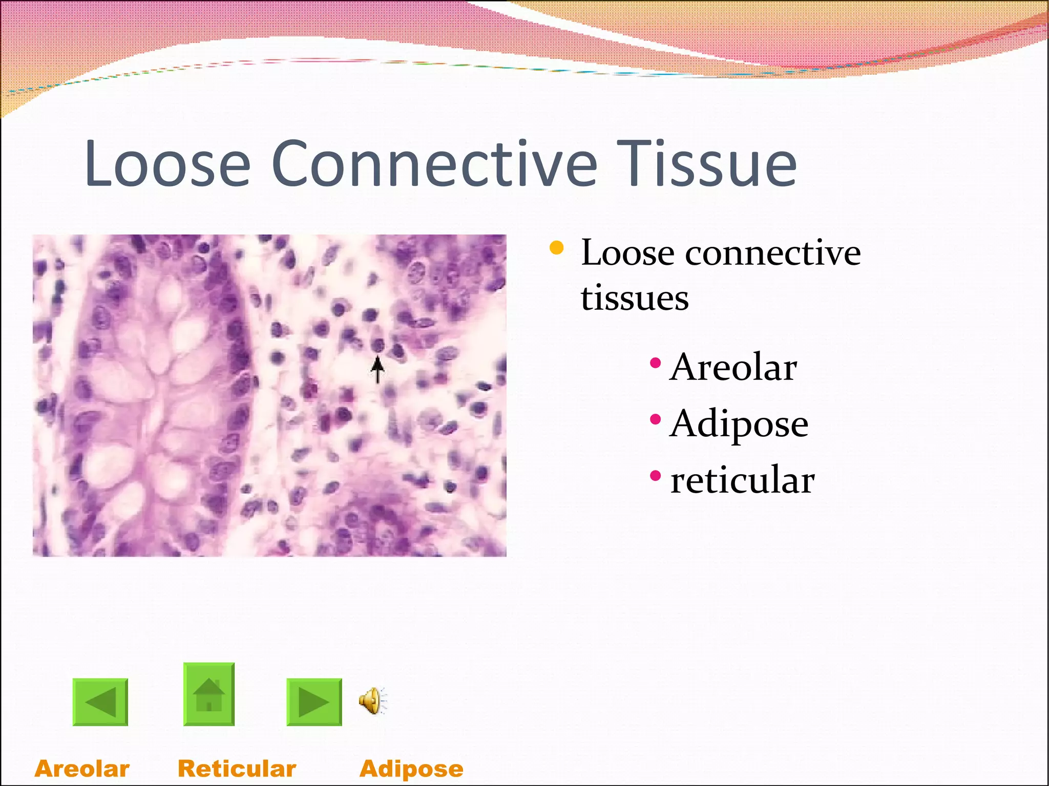 Loose Connective Tissue Loose connective tissues Areolar Adipose reticular Areolar   Reticular Adipose  