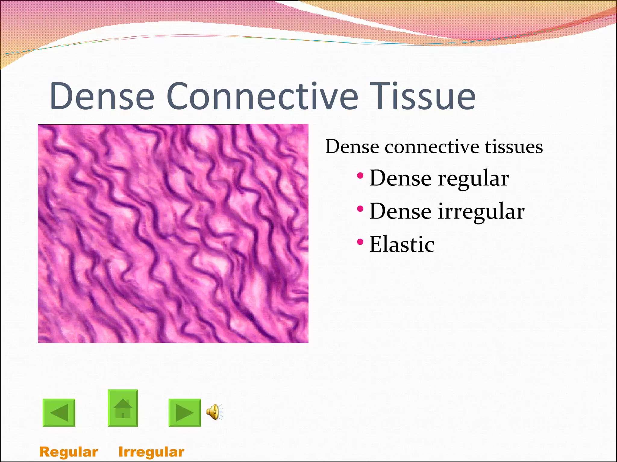 Dense Connective Tissue Dense connective tissues Dense regular Dense irregular Elastic Regular  Irregular  