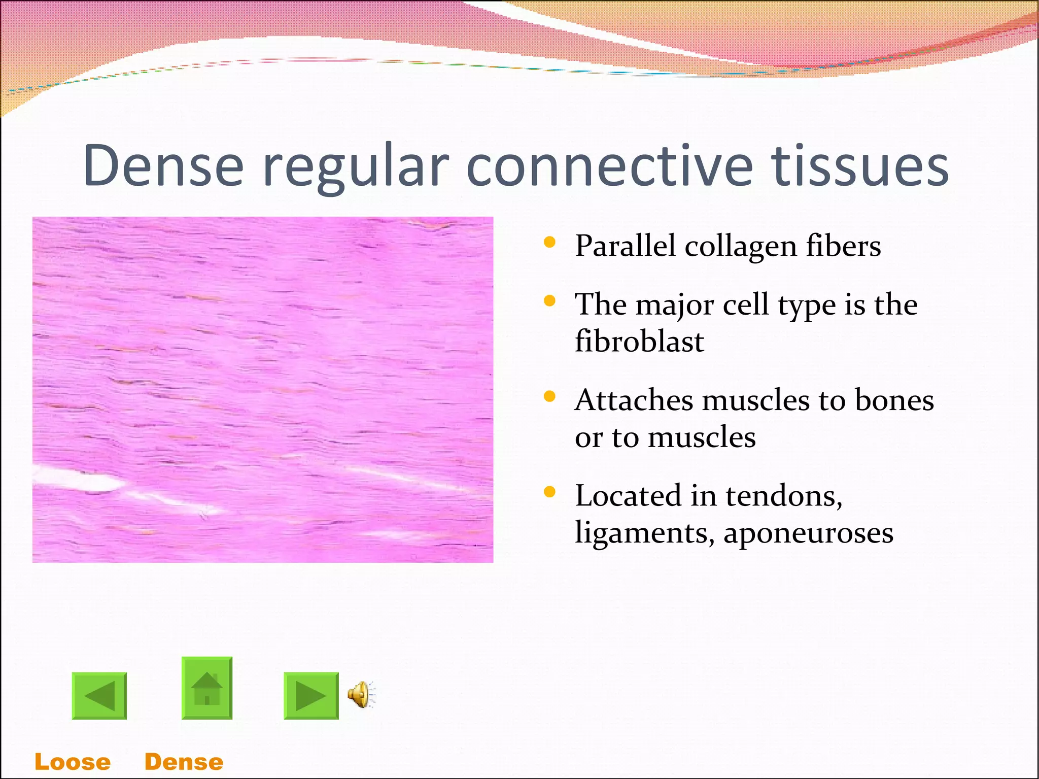 Dense regular connective tissues Parallel collagen fibers  The major cell type is the fibroblast Attaches muscles to bones or to muscles Located in tendons, ligaments, aponeuroses Loose    Dense  