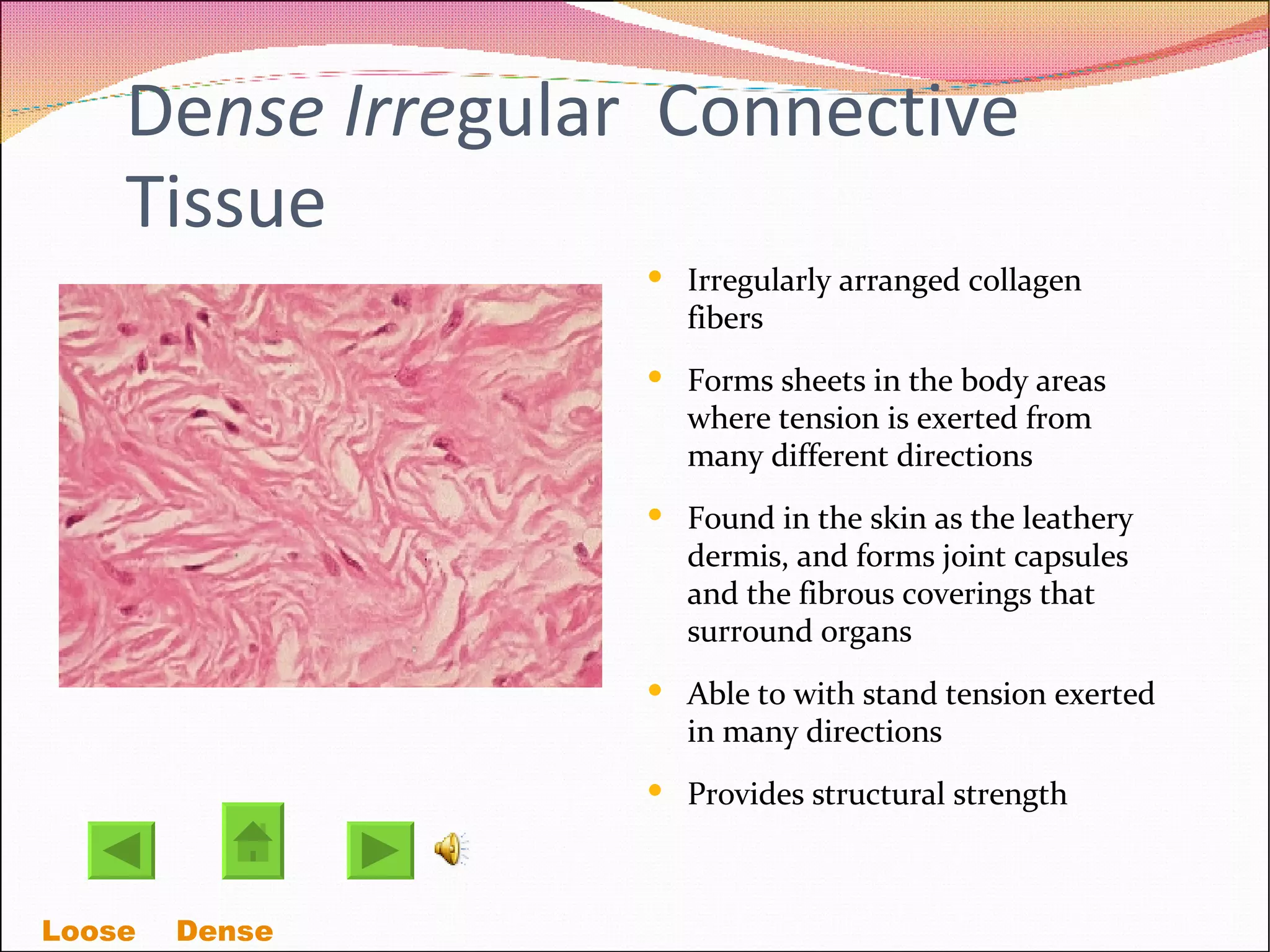 De nse Irre gular  Connective Tissue Irregularly arranged collagen fibers Forms sheets in the body areas where tension is exerted from many different directions Found in the skin as the leathery dermis, and forms joint capsules and the fibrous coverings that surround organs Able to with stand tension exerted in many directions  Provides structural strength Loose    Dense  