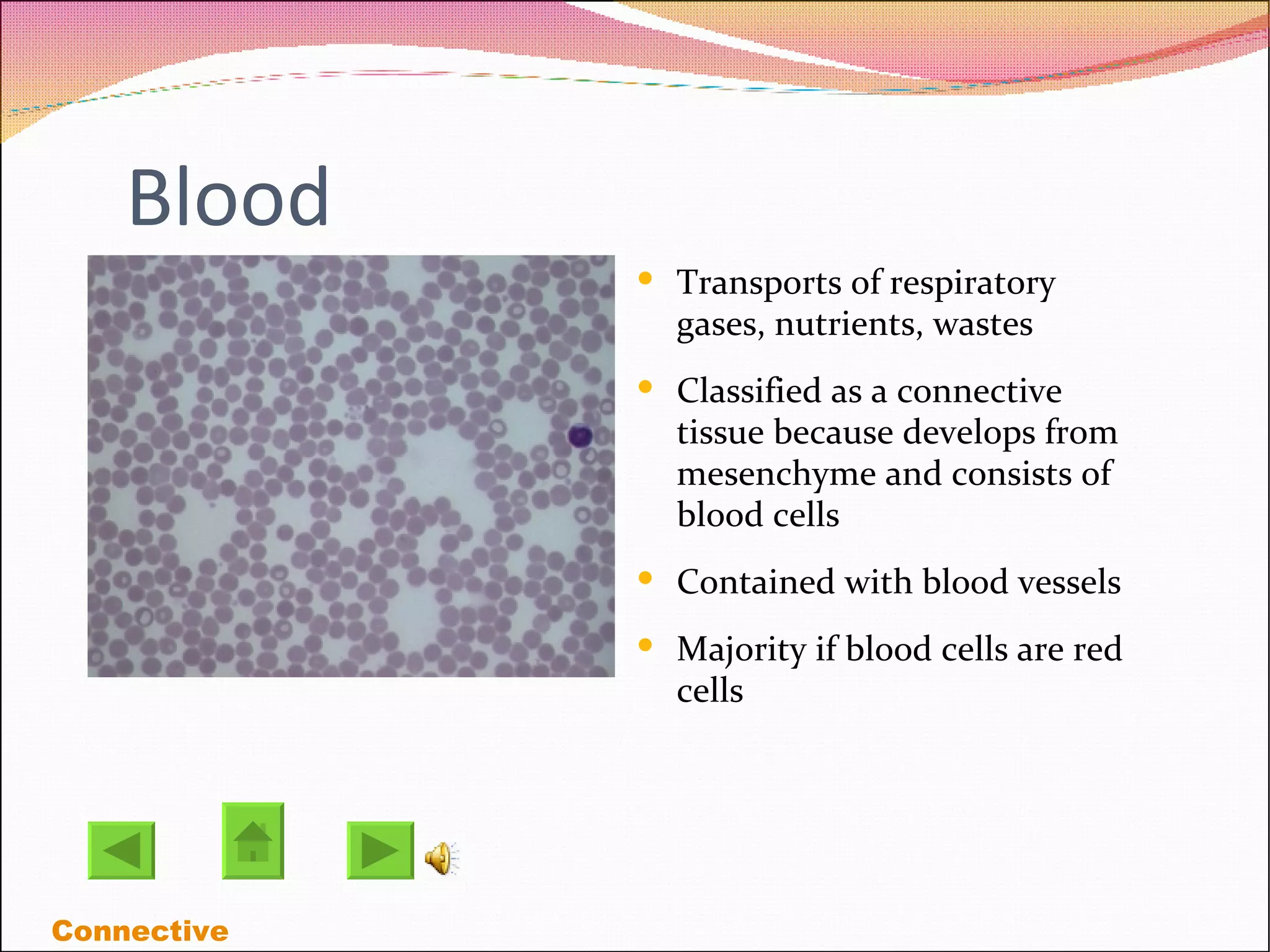 Blood Transports of respiratory gases, nutrients, wastes  Classified as a connective tissue because develops from mesenchyme and consists of blood cells Contained with blood vessels Majority if blood cells are red cells  Connective 
