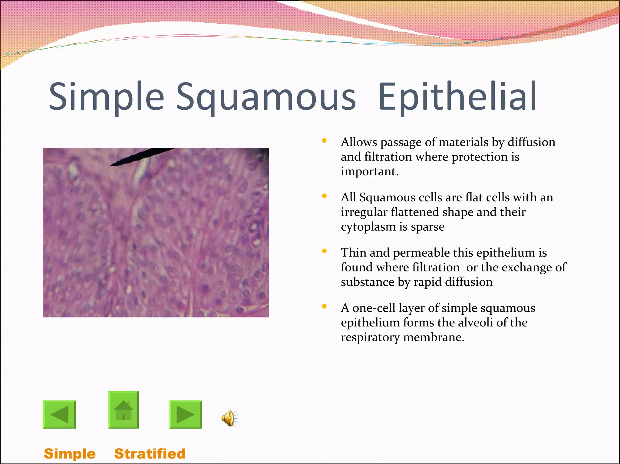 Simple Squamous  Epithelial Allows passage of materials by diffusion and filtration where protection is important. All Squamous cells are flat cells with an irregular flattened shape and their cytoplasm is sparse Thin and permeable this epithelium is found where filtration  or the exchange of substance by rapid diffusion A one-cell layer of simple squamous epithelium forms the alveoli of the respiratory membrane. Simple   Stratified  