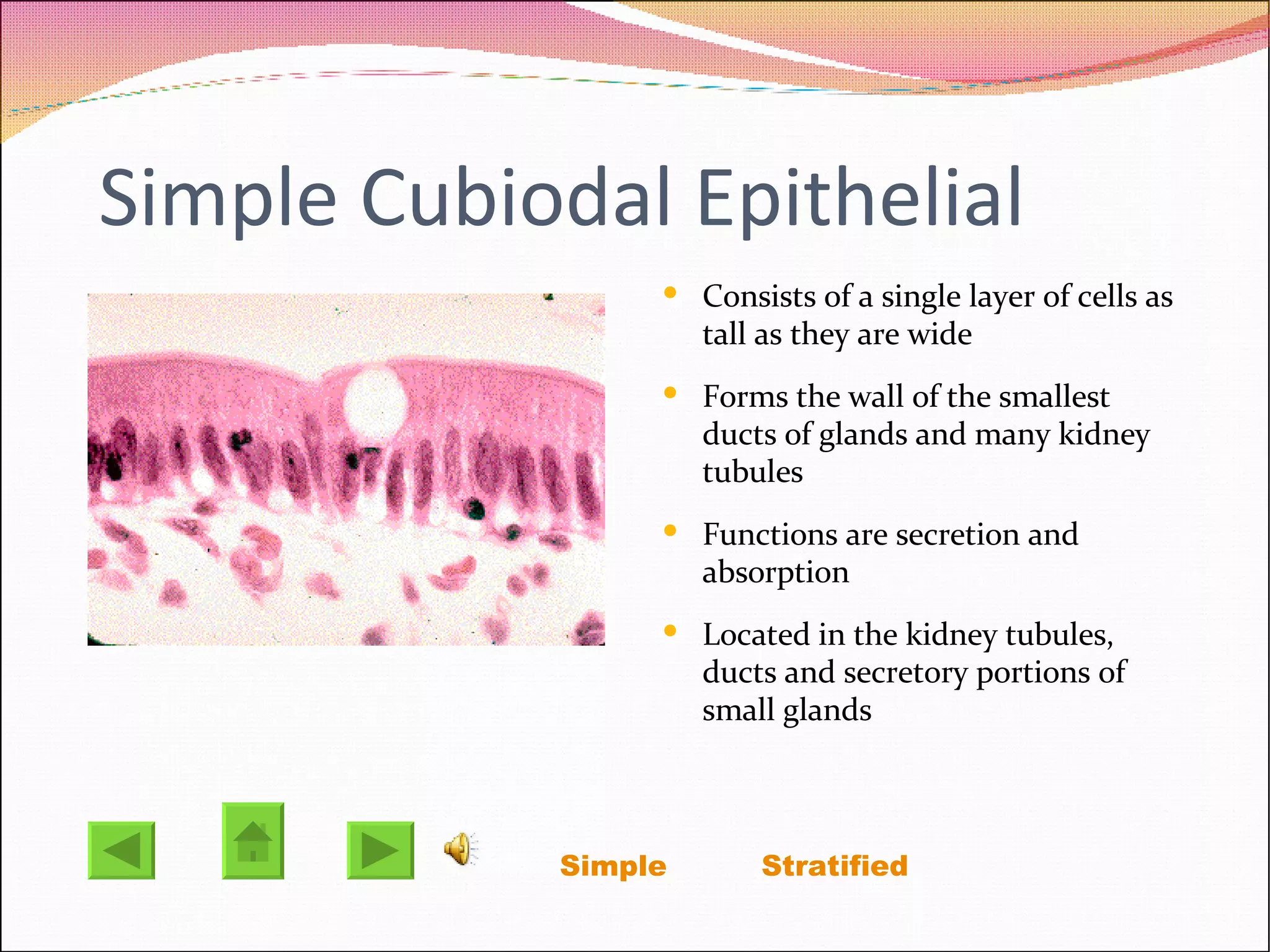 Simple Cubiodal Epithelial Consists of a single layer of cells as tall as they are wide Forms the wall of the smallest ducts of glands and many kidney tubules Functions are secretion and absorption  Located in the kidney tubules, ducts and secretory portions of small glands  Simple   Stratified 