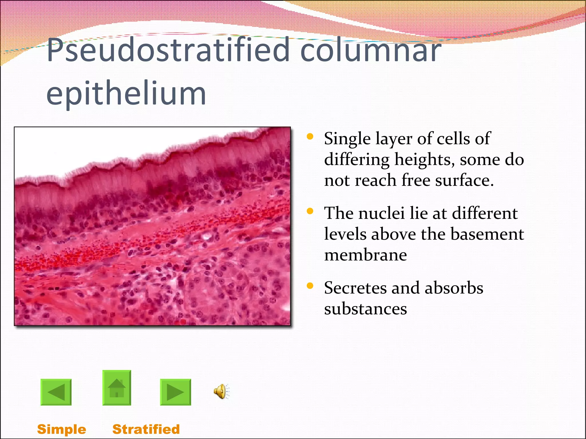 Pseudostratified columnar epithelium Single layer of cells of differing heights, some do not reach free surface.  The nuclei lie at different levels above the basement membrane  Secretes and absorbs substances Simple  Stratified  