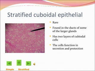 Stratified cuboidal epithelial Rare Found in the ducts of some of the larger glands Has two layers of cubiodal cells The cells function in secretion and protection Simple  Stratified  