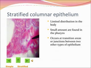 Stratified columnar epithelium Limited distribution in the body Small amount are found in the pharynx Occurs at transition areas or junctions between two other types of epithelium Simple  Stratified  