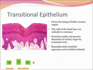 Transitional Epithelium Forms the lining of hollow urniary organs The cells of the basal layer are cubiodal or columnar Stretches readily and permits distension of urniary organ by contained urine Resembles both stratified squamous and stratified cubiodal  Simple  Stratified  