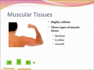 Muscular Tissues Highly cellular Three types of muscle tissue Skeletal Cardiac smooth Voluntary   Involuntary  