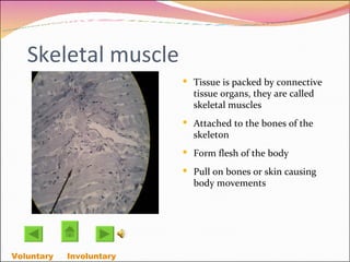 Skeletal muscle Tissue is packed by connective tissue organs, they are called skeletal muscles Attached to the bones of the skeleton Form flesh of the body Pull on bones or skin causing body movements Voluntary   Involuntary  