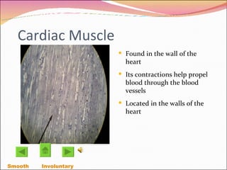 Cardiac Muscle Found in the wall of the heart Its contractions help propel blood through the blood vessels  Located in the walls of the heart Smooth Involuntary  
