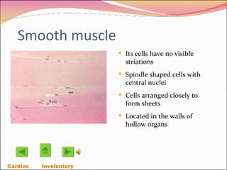 Smooth muscle Its cells have no visible striations Spindle shaped cells with central nuclei Cells arranged closely to form sheets Located in the walls of hollow organs Cardiac Involuntary  