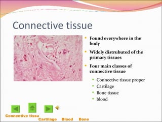 Connective tissue Found everywhere in the body Widely distrubuted of the primary tissues Four main classes of connective tissue  Connective tissue proper Cartilage Bone tissue blood Connective tissue Proper Cartilage  Blood Bone  