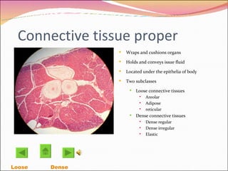 Connective tissue proper Wraps and cushions organs  Holds and conveys issue fluid Located under the epithelia of body Two subclasses Loose connective tissues Areolar Adipose reticular Dense connective tissues Dense regular Dense irregular Elastic Loose Dense 