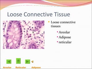 Loose Connective Tissue Loose connective tissues Areolar Adipose reticular Areolar   Reticular Adipose  