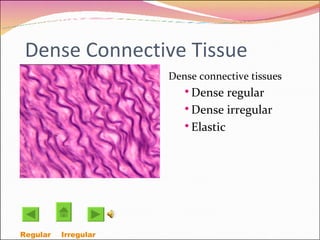 Dense Connective Tissue Dense connective tissues Dense regular Dense irregular Elastic Regular  Irregular  