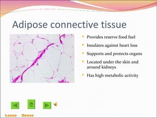 Adipose connective tissue Provides reserve food fuel Insulates against heart loss Supports and protects organs Located under the skin and around kidneys Has high metabolic activity Loose    Dense  