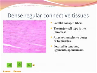 Dense regular connective tissues Parallel collagen fibers  The major cell type is the fibroblast Attaches muscles to bones or to muscles Located in tendons, ligaments, aponeuroses Loose    Dense  