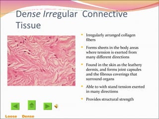 De nse Irre gular  Connective Tissue Irregularly arranged collagen fibers Forms sheets in the body areas where tension is exerted from many different directions Found in the skin as the leathery dermis, and forms joint capsules and the fibrous coverings that surround organs Able to with stand tension exerted in many directions  Provides structural strength Loose    Dense  