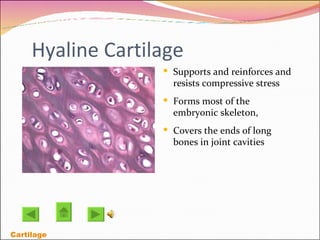Hyaline Cartilage Supports and reinforces and resists compressive stress Forms most of the embryonic skeleton,  Covers the ends of long bones in joint cavities Cartilage 