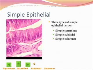 Simple Epithelial Three types of simple epithelial tissues Simple squamous  Simple cubiodal Simple columnar Squamous Cubiodal Stratified  Columnar  