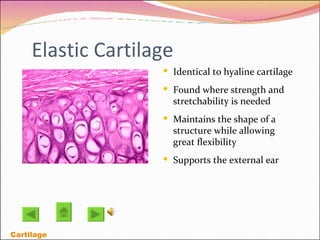 Elastic Cartilage Identical to hyaline cartilage Found where strength and stretchability is needed Maintains the shape of a structure while allowing great flexibility Supports the external ear Cartilage 