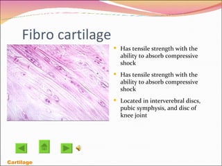 Fibro cartilage Has tensile strength with the ability to absorb compressive shock Has tensile strength with the ability to absorb compressive shock Located in interverebral discs, pubic symphysis, and disc of knee joint Cartilage 
