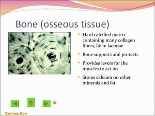 Bone (osseous tissue)‏ Hard calcified matrix containing many collagen fibers, lie in lacunae Bone supports and protects  Provides levers for the muscles to act on Stores calcium on other minerals and fat Connective 