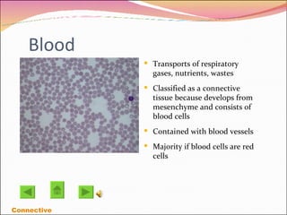 Blood Transports of respiratory gases, nutrients, wastes  Classified as a connective tissue because develops from mesenchyme and consists of blood cells Contained with blood vessels Majority if blood cells are red cells  Connective 