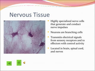 Nervous Tissue Highly specialized nerve cells that generate and conduct nerve impulses Neurons are branching cells Transmits electrical signals from sensory receptors and to effectors with control activity Located in brain, spinal cord, and nerves 