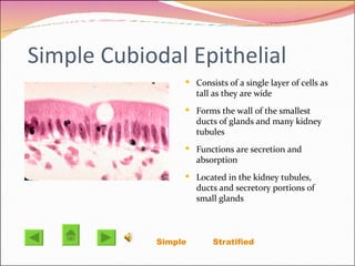 Simple Cubiodal Epithelial Consists of a single layer of cells as tall as they are wide Forms the wall of the smallest ducts of glands and many kidney tubules Functions are secretion and absorption  Located in the kidney tubules, ducts and secretory portions of small glands  Simple   Stratified 