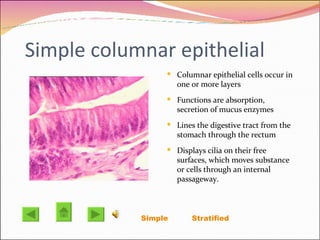 Simple columnar epithelial  Columnar epithelial cells occur in one or more layers Functions are absorption, secretion of mucus enzymes  Lines the digestive tract from the stomach through the rectum Displays cilia on their free surfaces, which moves substance or cells through an internal passageway. Simple   Stratified  