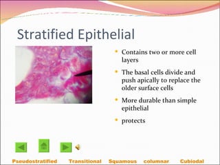 Stratified Epithelial Contains two or more cell layers The basal cells divide and push apically to replace the older surface cells  More durable than simple epithelial  protects Transitional Squamous Cubiodal  columnar Pseudostratified 