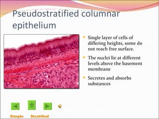 Pseudostratified columnar epithelium Single layer of cells of differing heights, some do not reach free surface.  The nuclei lie at different levels above the basement membrane  Secretes and absorbs substances Simple  Stratified  