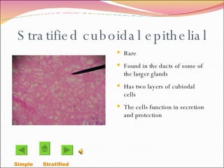 Stratified cuboidal epithelial Rare Found in the ducts of some of the larger glands Has two layers of cubiodal cells The cells function in secretion and protection Simple  Stratified  