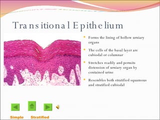 Transitional Epithelium Forms the lining of hollow urniary organs The cells of the basal layer are cubiodal or columnar Stretches readily and permits distension of urniary organ by contained urine Resembles both stratified squamous and stratified cubiodal  Simple  Stratified  
