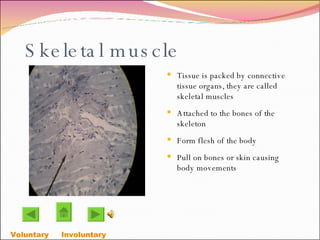 Skeletal muscle Tissue is packed by connective tissue organs, they are called skeletal muscles Attached to the bones of the skeleton Form flesh of the body Pull on bones or skin causing body movements Voluntary   Involuntary  