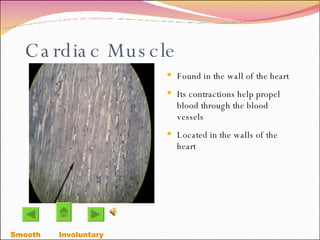 Cardiac Muscle Found in the wall of the heart Its contractions help propel blood through the blood vessels  Located in the walls of the heart Smooth Involuntary  