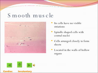 Smooth muscle Its cells have no visible striations Spindle shaped cells with central nuclei Cells arranged closely to form sheets Located in the walls of hollow organs Cardiac Involuntary  