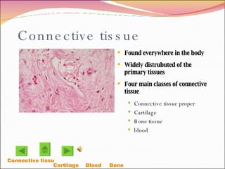 Connective tissue Found everywhere in the body Widely distrubuted of the primary tissues Four main classes of connective tissue  Connective tissue proper Cartilage Bone tissue blood Connective tissue Proper Cartilage  Blood Bone  